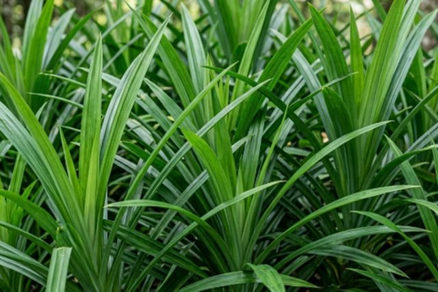 Lá dứa có tác dụng gì?